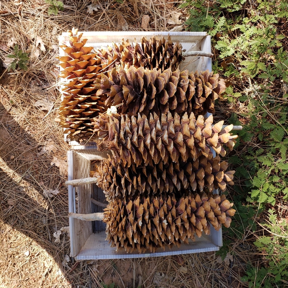 Giant Pine Cones Organic (not treated) - Picture 6 of 9